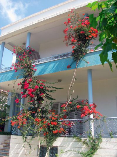 Bougainvillea și leandrul