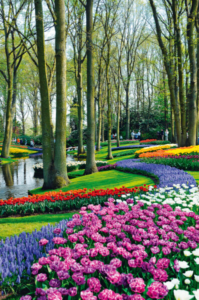 Grădinile Keukenhof sunt paradisul lalelelor olandeze