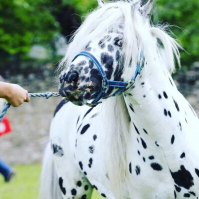 (P) Poneii reiau spectacolul ecvestru la Karpatia Pony Show 2018, ediția a II-a